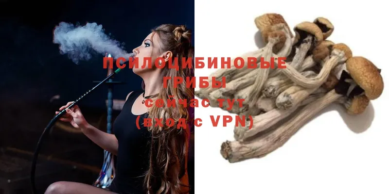 Галлюциногенные грибы Psilocybe  хочу наркоту  Осташков 